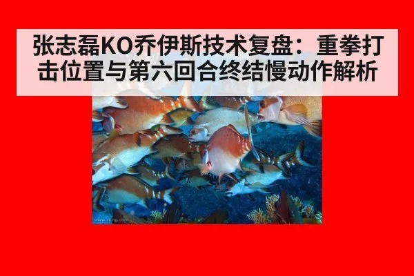 张志磊KO乔伊斯技术复盘：重拳打击位置与第六回合终结慢动作解析